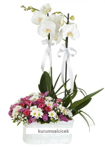 Orkide ve Kırçiçekleri 5754