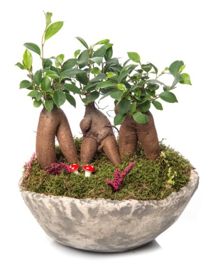 Taş Vazo Mini Bonsai 6916