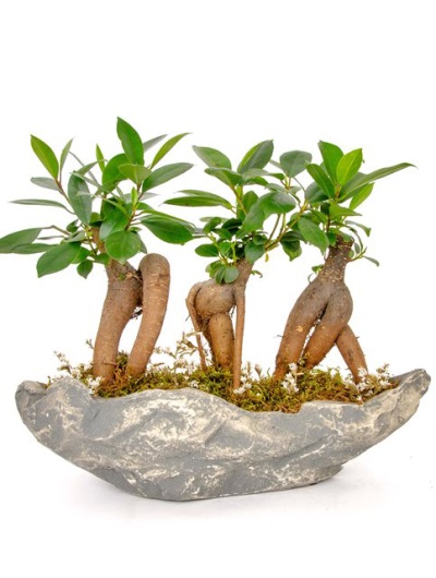 Taş Vazo Bonsai Mini Bitkileri 6897