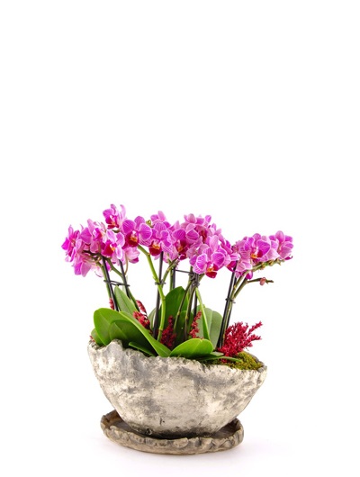 Dekor Taş Vazoda Mini Orkideler