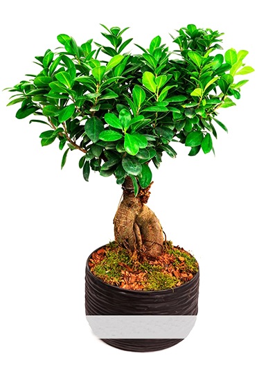 Seramik İçerisinde Bonsai 5656