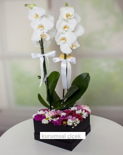 Kutu İçerisinde Orkide ve Kırçiçekleri