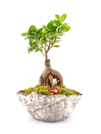 Dekor Taş Vazoda Bonsai 6811