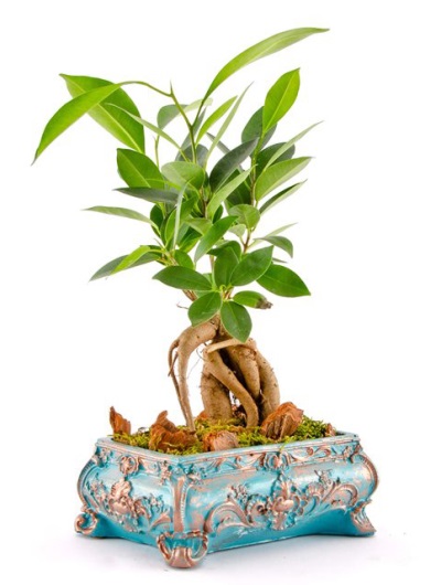 Dekor Taş Vazoda Mini Bonsai 6895