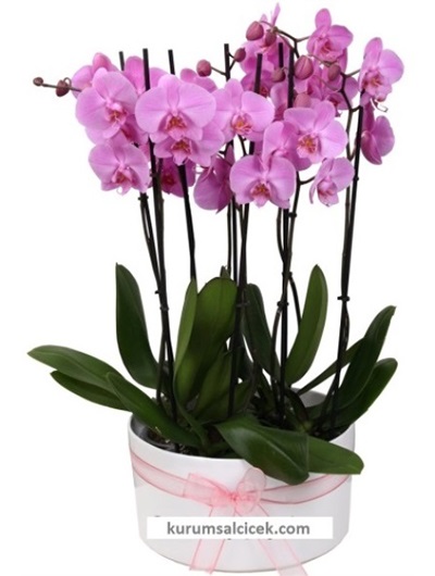 6 Dallı Mor Renk Orkide
