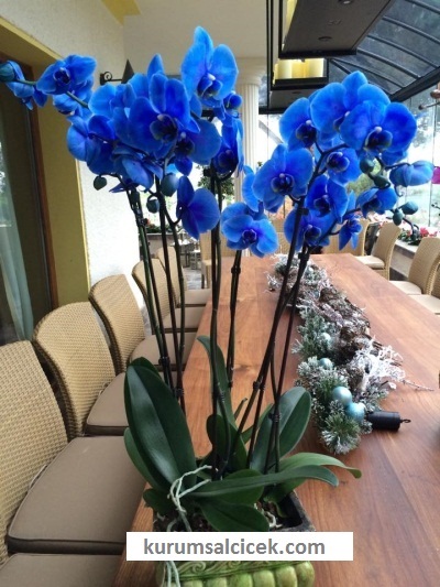 Seramik İçerisinde Mavi Orkideler