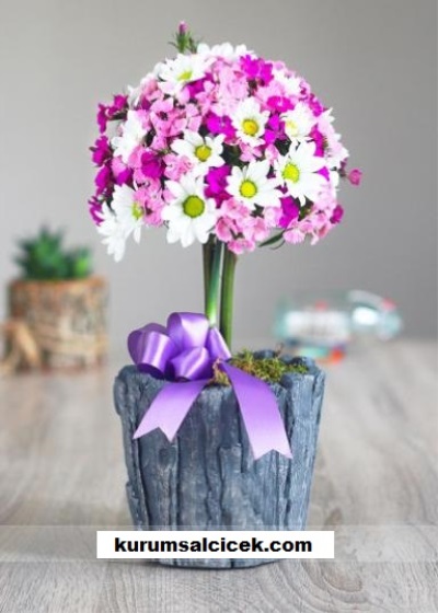 Mini Kırçiçekleri 3058