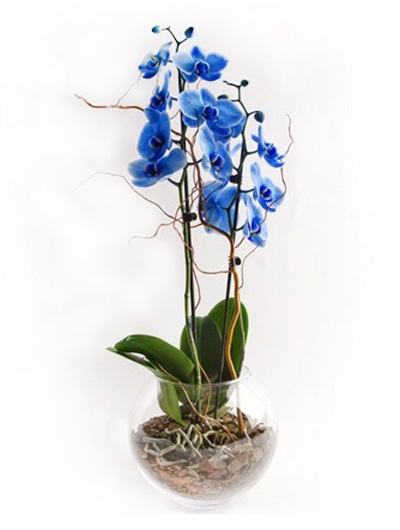 Mavi Orkide 6850