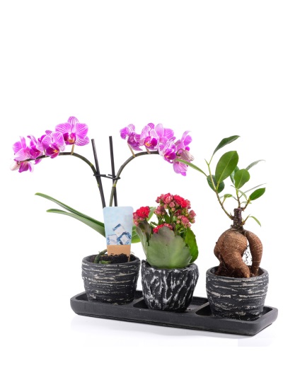 Trio Taş Vazoda Bitki Aranjmanı 6883