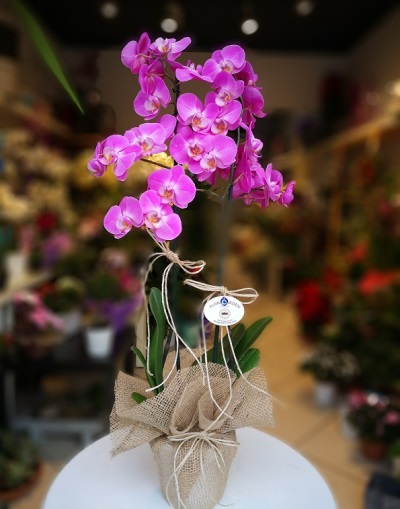 Mor Orkide 4502