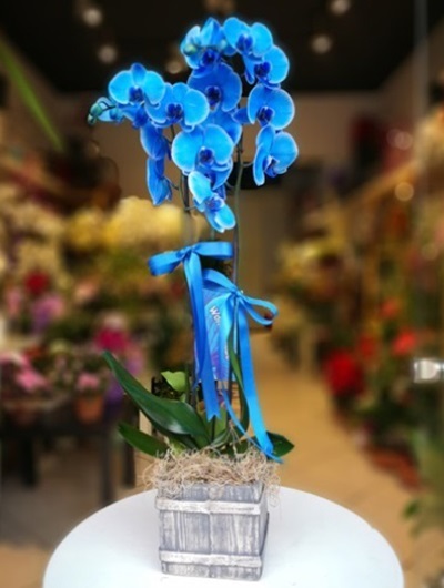 Dekoratif Orkide 5576