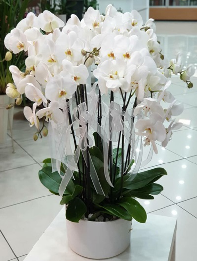 10 Dallı Beyaz Orkide 5533