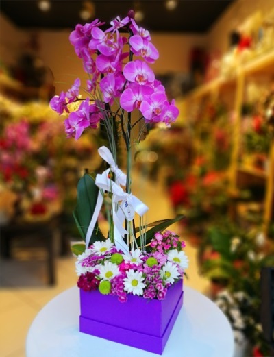 Orkide Kutu İçerisinde