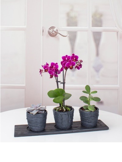 Taş Trio Vazoda 3 Ad. Çiçek 5763