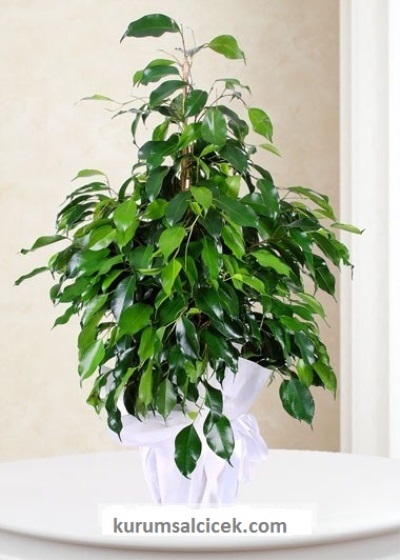 Yapraklı Benjamin Salon Bitkisi