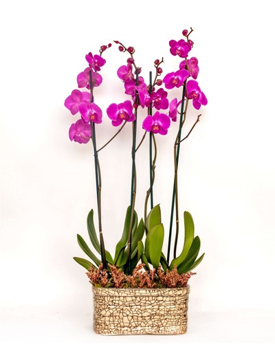 4 Dallı Mor Orkide 6857