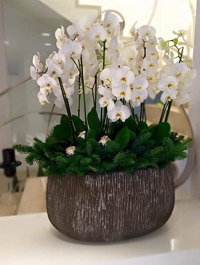 10 Dallı Orkide 5667