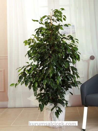 Benjamin Bitkisi Dekoratif