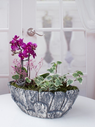 Mini Orkide Aranjmanı 5766