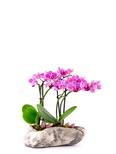 Dekor Antik Taş Vazoda Mini Orkideler