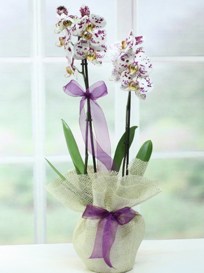 Benekli Mor Orkide 6856