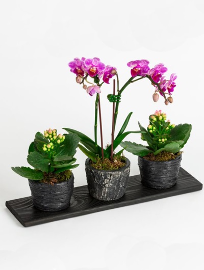 Trio Taş Vazoda Mini Orkide Sukulent 6882