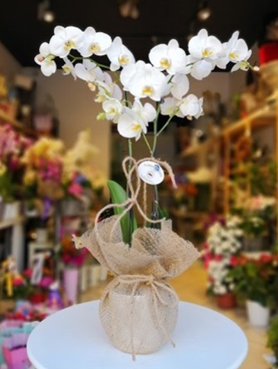 Beyaz Orkide KC3062