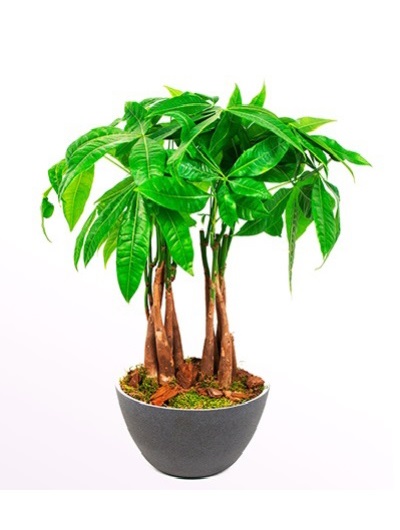 Seramik İçerisinde Pachira Bonsai 5657