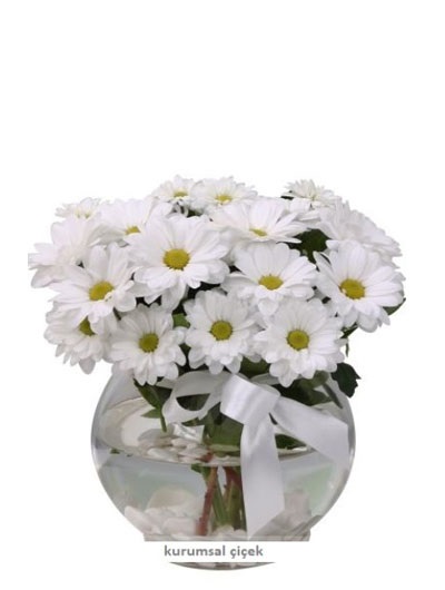 Fanus Vazoda Papatya Çiçekler