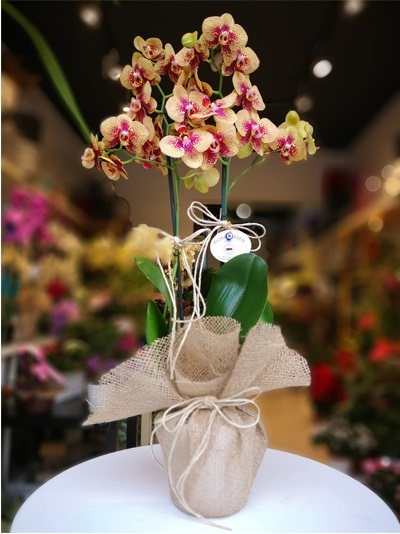 Özel Butik Orkide 5573