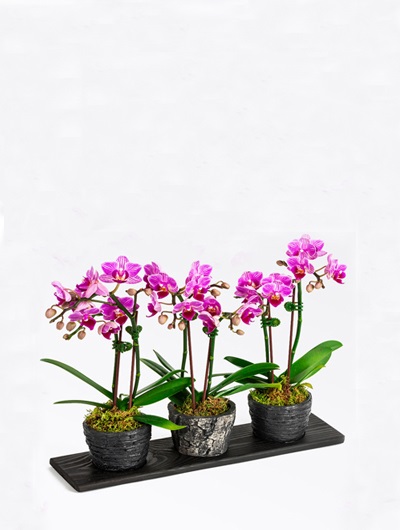 Trio Mini Orkide