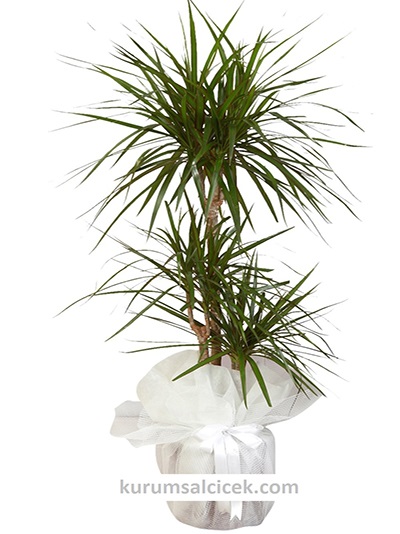 Marginata Salon Bitkisi