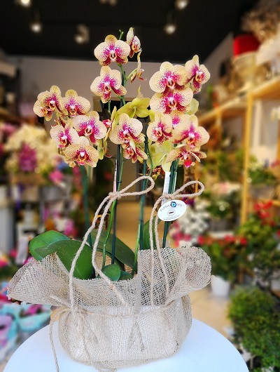 4 Dallı Renkli Orkide KC3064