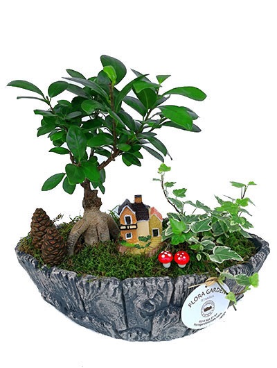 Taş Vazoda Bonsai 5653