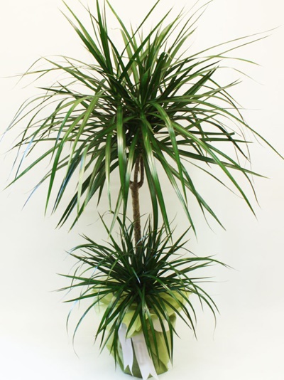 Marginata Yapraklı Salon Bitkisi