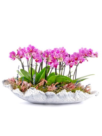 Taş Vazoda 12 Dal Mini Orkide 6879