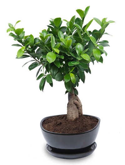 Seramik Vazoda Bonsai 5654