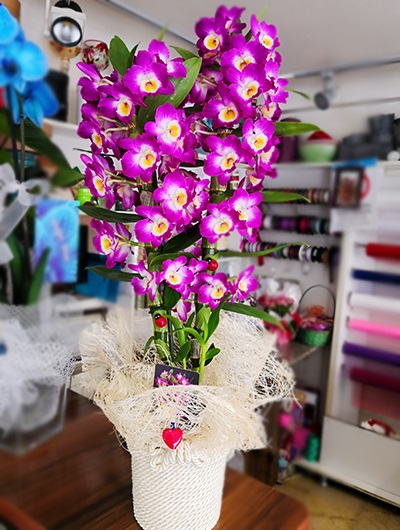 Dendrobium Orkide 5663