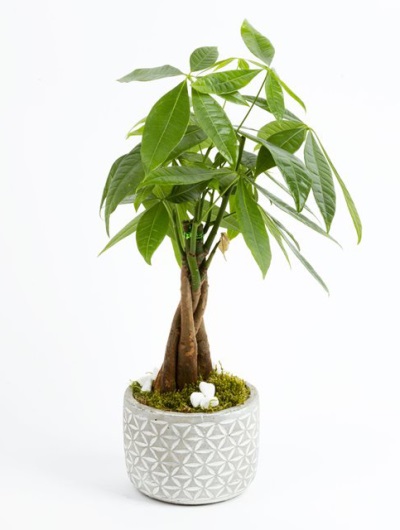 Taş Vazo Pachira Bitkisi 6891