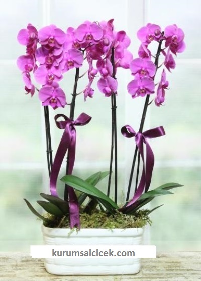 Mor Orkideler
