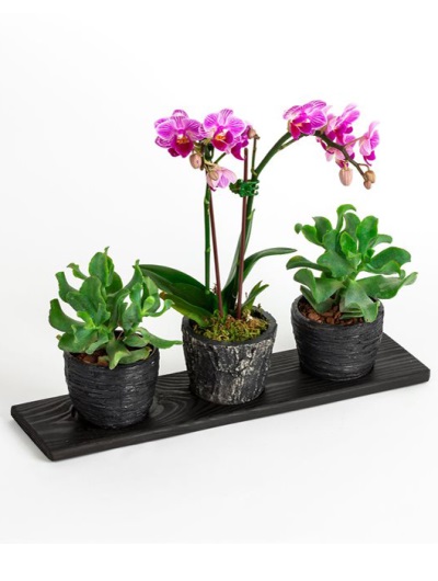  Trio Taş Vazo Mini Orkide Sukulent 6885