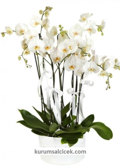Beyaz Orkide 8 Dallı