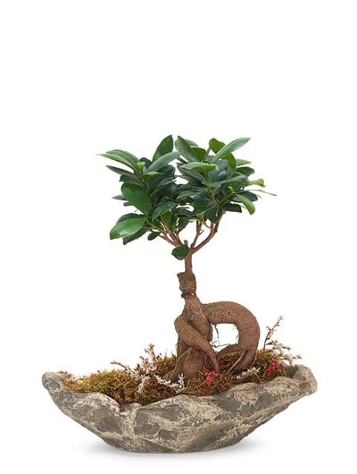 Bonsai 5971